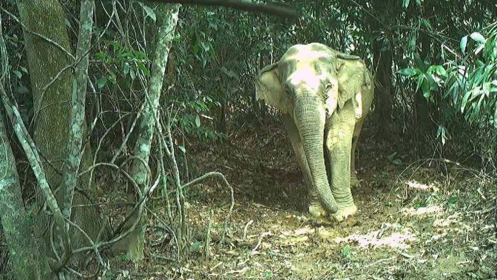 Hình ảnh voi Châu Á được phát hiện thông qua bẫy ảnh.