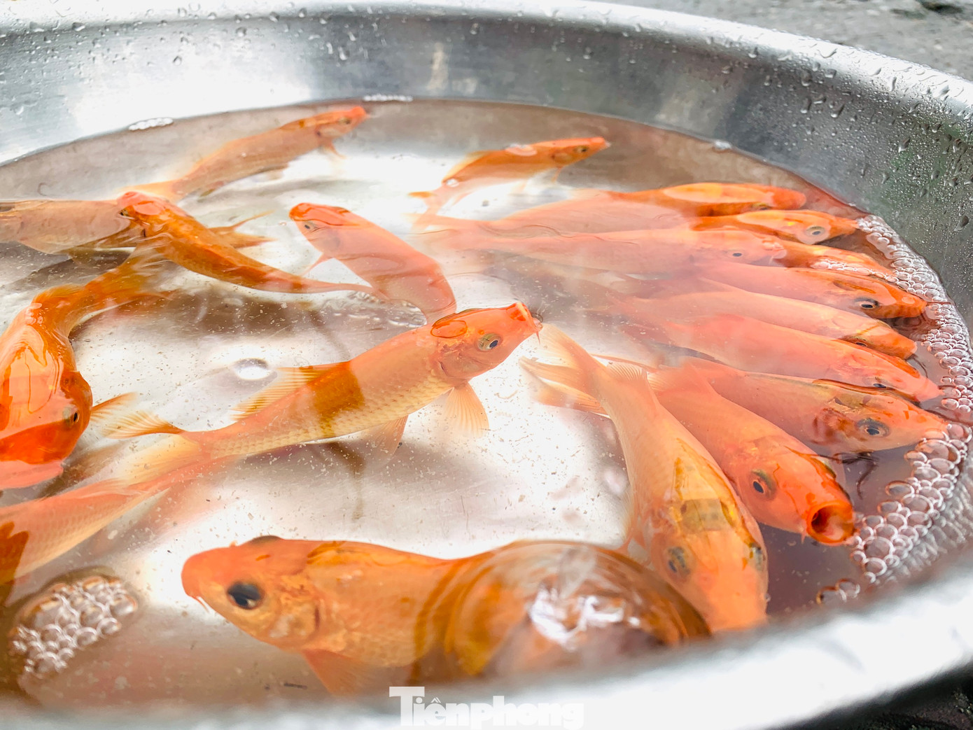 Người mua kỹ lưỡng tuyển chọn những chú cá chép đỏ tuyệt phẩm nhất dù trời rét kèm mưa phùn buốt giá tại Hà Tĩnh.