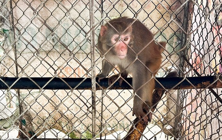 Cá thể khỉ vàng được bàn giao cho Vườn Quốc gia Vũ Quang chăm sóc.