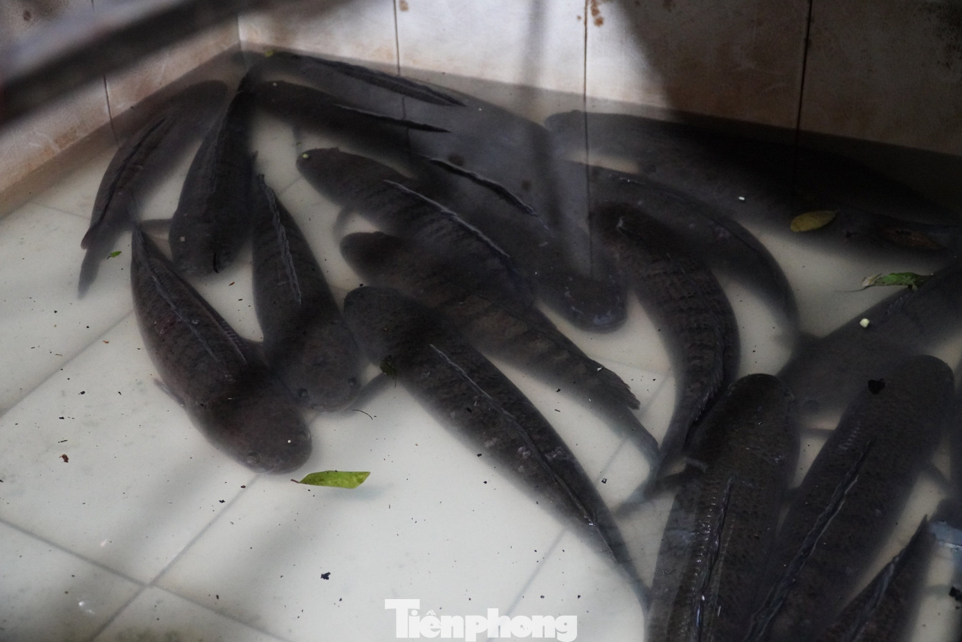 Cá lóc được anh Hội chọn mua từ những khu vực hồ đập tại tỉnh Quảng Bình. Cá mua về sẽ nuôi trong bể nước khoảng 1 tuần để loại bỏ những chất bẩn trên cơ thể cá, giúp thịt cá trở nên săn chắc khi nướng.