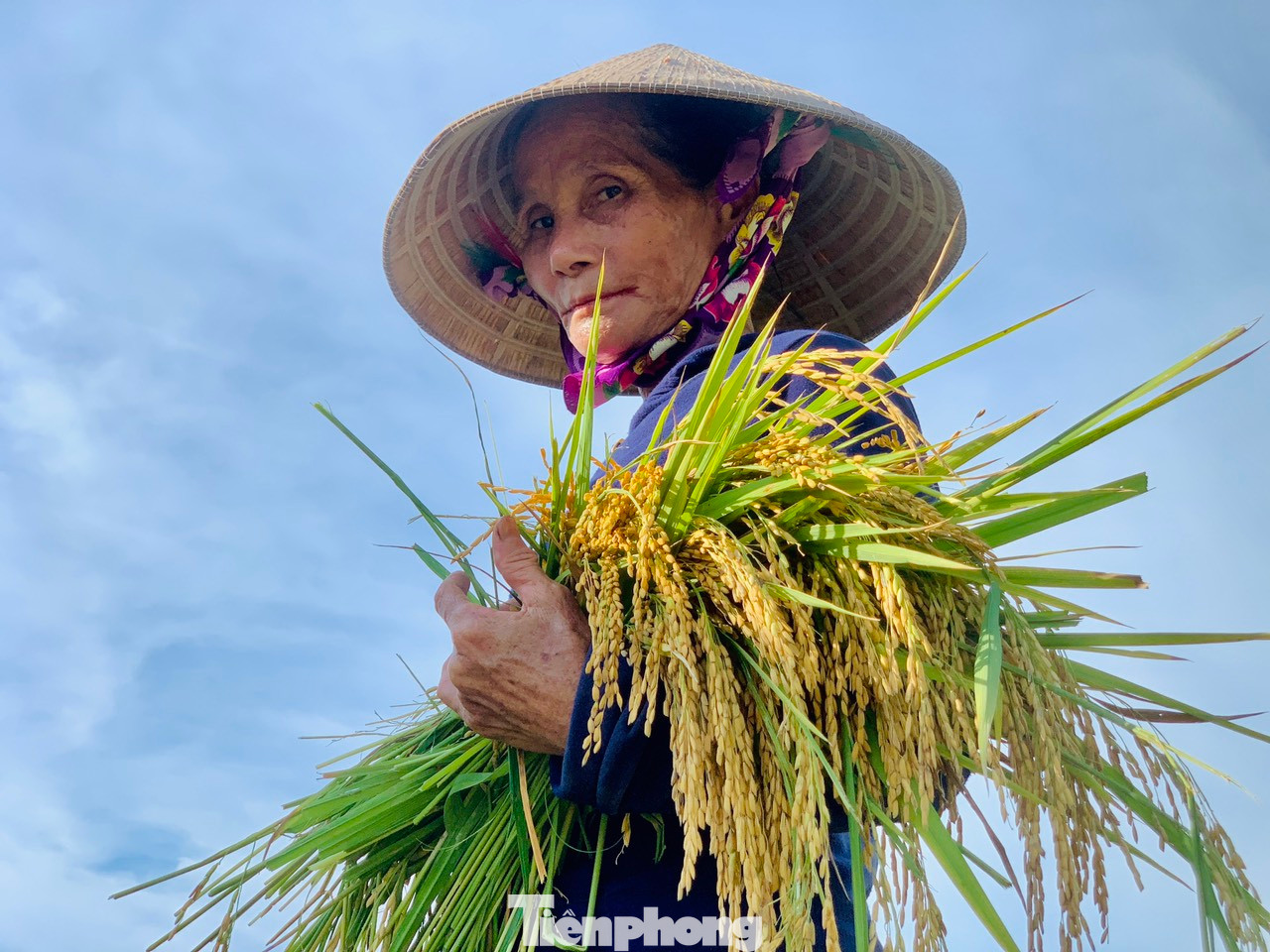 "Ở vùng này, mưa lớn sẽ ngập úng nên chúng tôi ra đồng để thu hoạch lúa. Dù lúa nhiều diện tích còn xanh nhưng bắt buộc phải gặt, không thể chờ thêm vì sợ đến mùa mưa bão sẽ gãy đổ và lúa lên mầm", một người nông dân huyện Hương Sơn chia sẻ.
