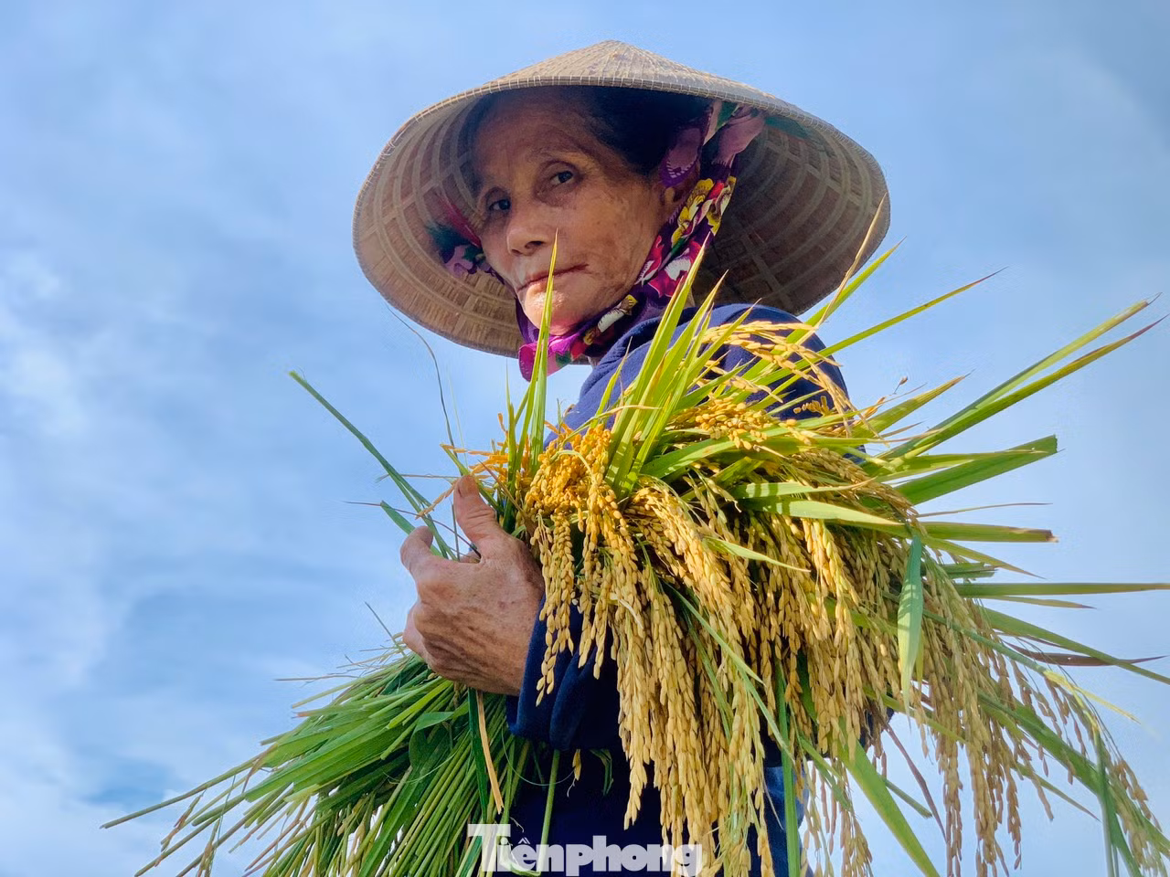 "Ở vùng này, mưa lớn sẽ ngập úng nên chúng tôi ra đồng để thu hoạch lúa. Dù lúa nhiều diện tích còn xanh nhưng bắt buộc phải gặt, không thể chờ thêm vì sợ đến mùa mưa bão sẽ gãy đổ và lúa lên mầm", một người nông dân huyện Hương Sơn chia sẻ.