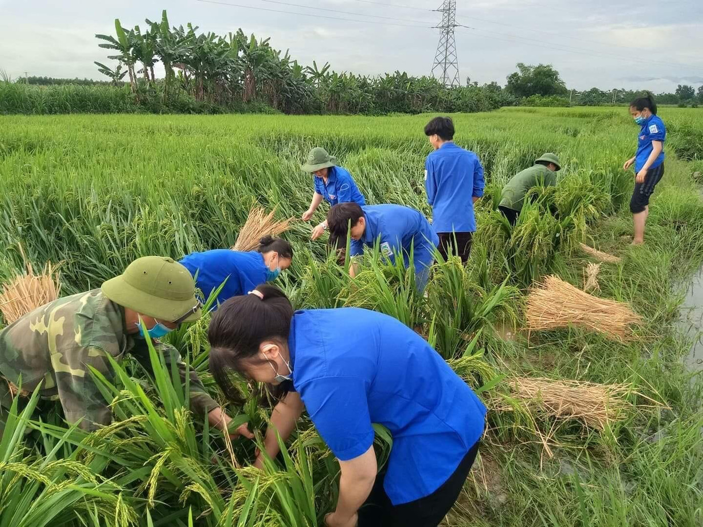 Ngay sau khi nắng lên, lực lượng đoàn thanh niên huyện Hương Sơn (Hà Tĩnh) đã phân chia nhau đến các khu vực đồng ruộng bị ngập nước để giúp đỡ người dân khắc phục.