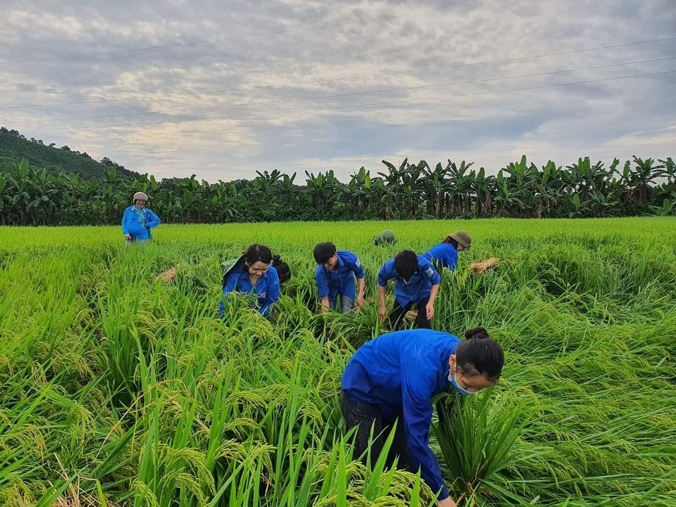 Lực lượng đoàn thanh niên tình nguyện xuống đồng trong ngày nghỉ lễ 30/4 giúp dân khắc phục thiệt hại.