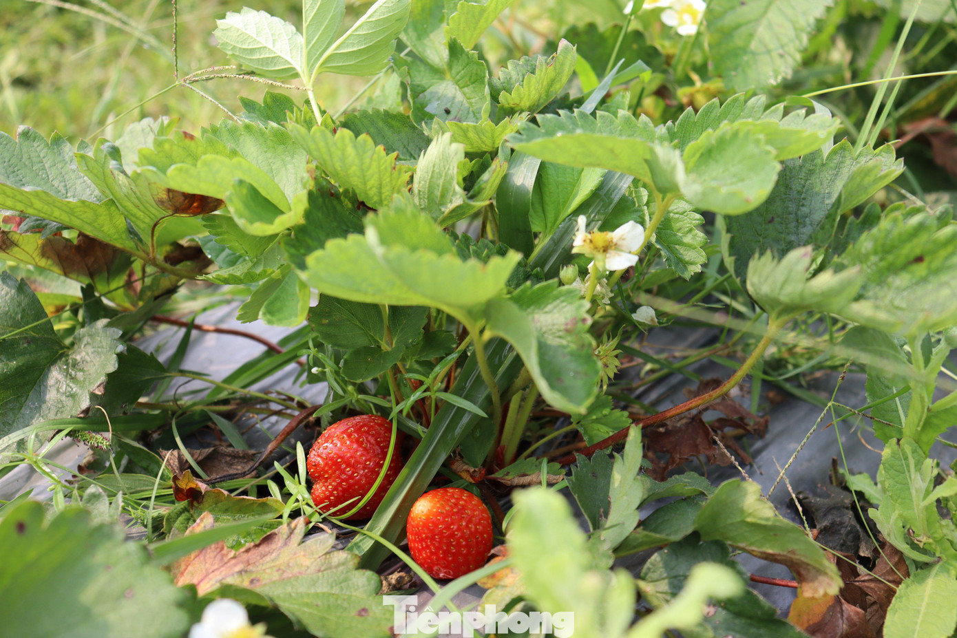 Hiện tại, ở vườn đã gieo trồng các loại dưa như dưa hấu, dưa chuột, dưa lê …, bên cạnh đó còn trồng xen các đám hoa hướng dương và thược dược. Những luống dâu chín mọng tại vườn cũng đã vào mùa thu hoạch.