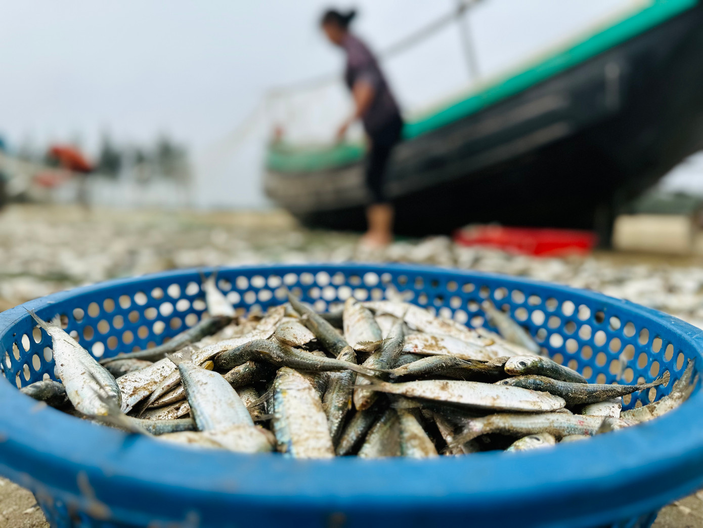 Sau mỗi chuyến ra khơi, những thùng cá trích tươi ngon được đưa vào bờ. "Vui là khi cá đánh bắt vào bờ, có tiểu thương họ đến thu mua tại chỗ. Những ngày gần đây, gia đình thu về hơn 15 triệu đồng từ đánh bắt cá", anh Nguyễn Văn Chung (trú xã Thạch Văn) cho hay.