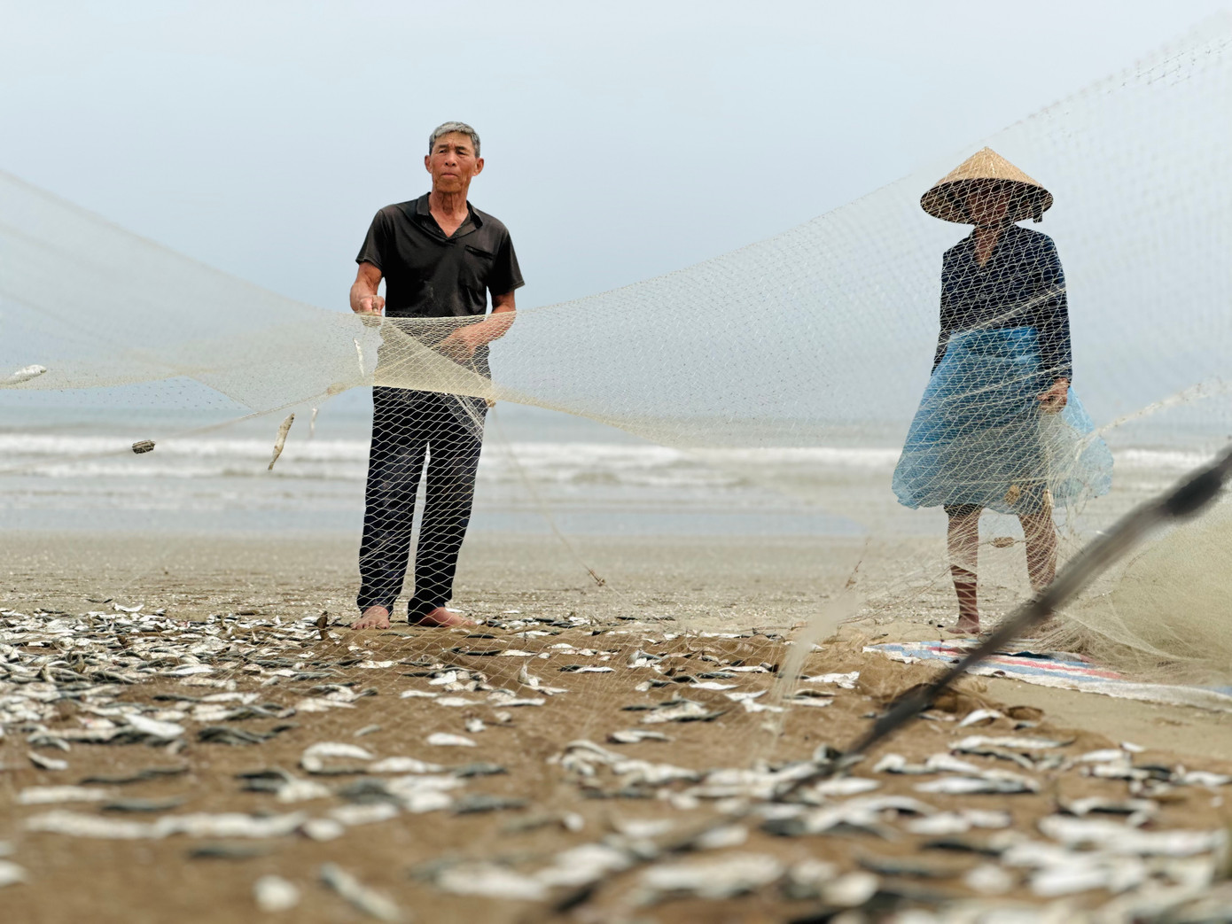 Cá trích đầu mùa tươi ngon nên được các thương lái thu mua ngay tại bờ biển với mức giá từ 10-15 nghìn đồng /kg. Cá trích được mùa, dễ đánh bắt, giá cả lại ổn định nên ngư dân rất phấn khởi.