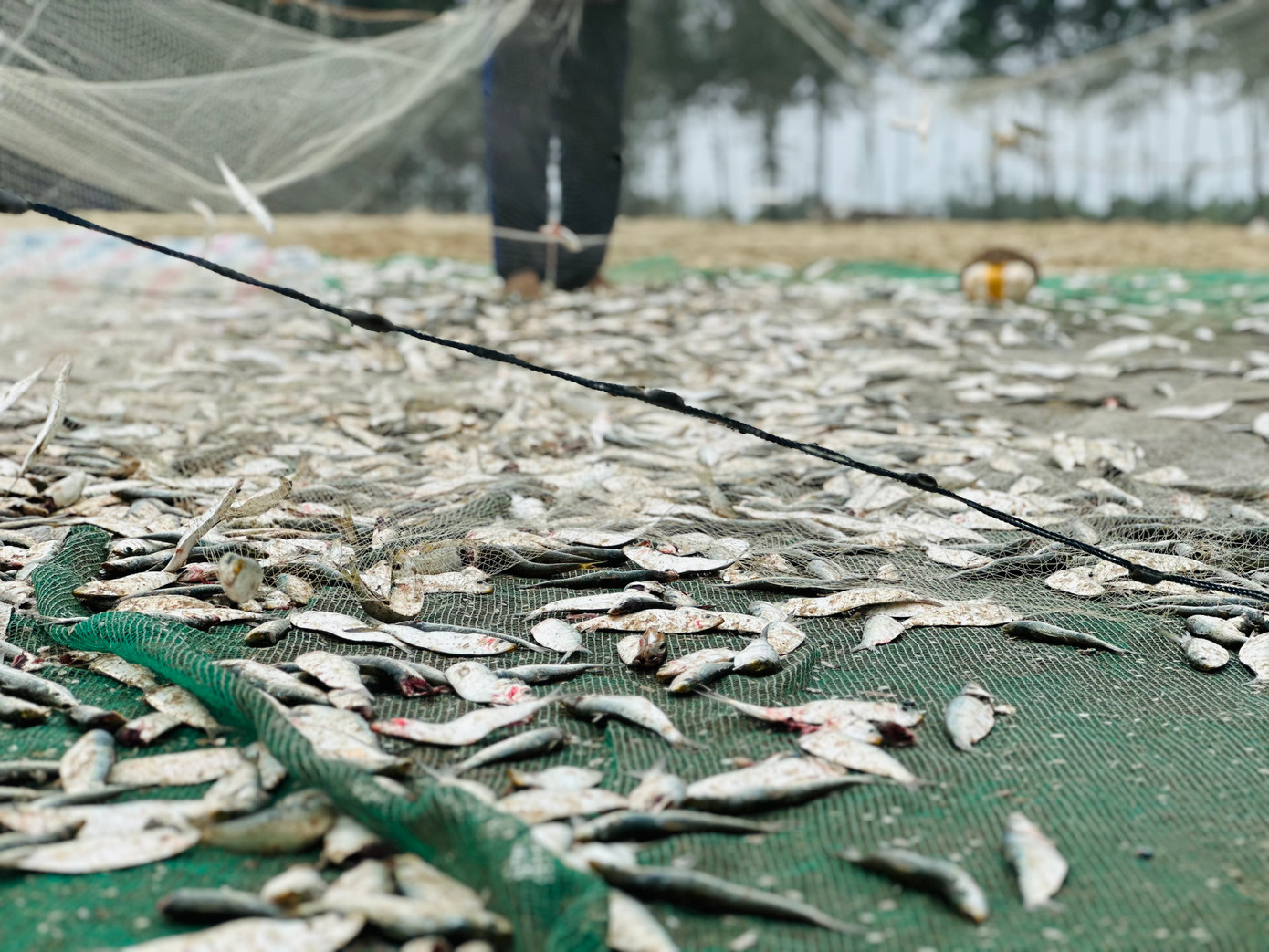 Tại mỗi thuyền, người dân dùng tấm bạt trải sẵn dưới bãi cát, để khi giật mạnh lưới, cá tự rơi xuống.