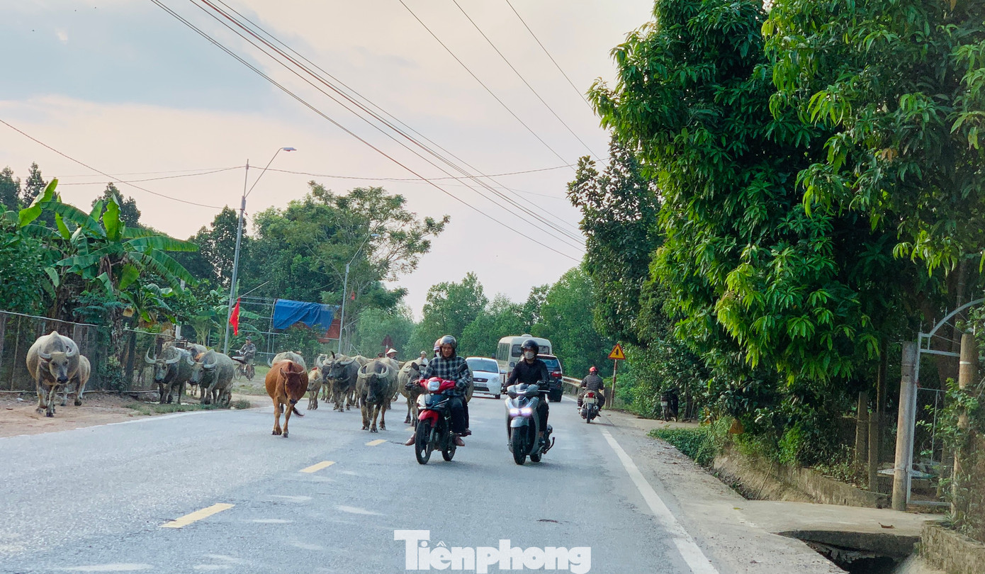 Đường hai làn, nhưng trâu bò dàn ngang, chiếm mất một làn đường. Phương tiện lưu thông phải di chuyển sang làn đường bên trái để vượt qua.