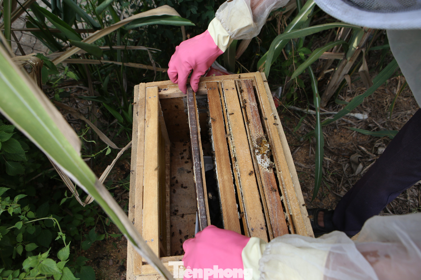 Ong được người dân nuôi trong những chiếc hộp gỗ.