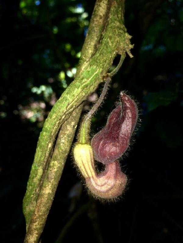 Cận cảnh loài thực vật mới lạ được phát hiện tại Vườn Quốc gia Vũ Quang. Cận cảnh loài thực vật mới lạ được phát hiện tại Vườn Quốc gia Vũ Quang.