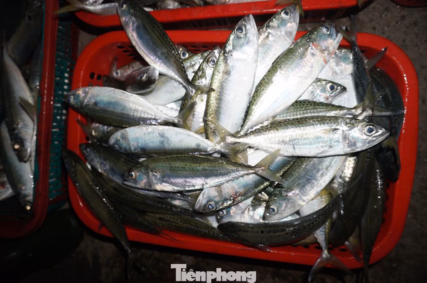 Phiên chợ tại cảng hoạt động từ 4h sáng đến khoảng 7h cùng ngày, hải sản sẽ được tiểu thương chở đi tiêu thụ khắp các vùng trong và ngoài tỉnh.