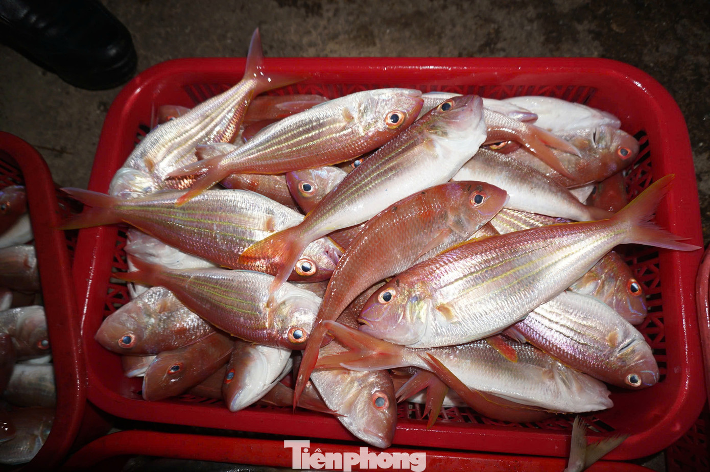 Theo nhiều ngư dân, những ngày sau kỳ nghỉ Tết Nguyên đán, thời tiết thuận lợi sau thời gian biển động đã giúp họ có thu nhập lớn. Đây là tín hiệu vui đầu năm mới. Theo nhiều ngư dân, những ngày sau kỳ nghỉ Tết Nguyên đán, thời tiết thuận lợi sau thời gian biển động đã giúp họ có thu nhập lớn. Đây là tín hiệu vui đầu năm mới.