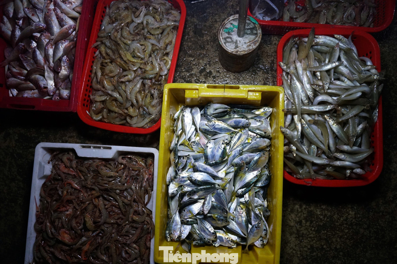 Theo nhiều ngư dân, những ngày sau kỳ nghỉ Tết Nguyên đán, thời tiết thuận lợi sau thời gian biển động đã giúp họ có thu nhập lớn. Đây là tín hiệu vui đầu năm mới. Theo nhiều ngư dân, những ngày sau kỳ nghỉ Tết Nguyên đán, thời tiết thuận lợi sau thời gian biển động đã giúp họ có thu nhập lớn. Đây là tín hiệu vui đầu năm mới.