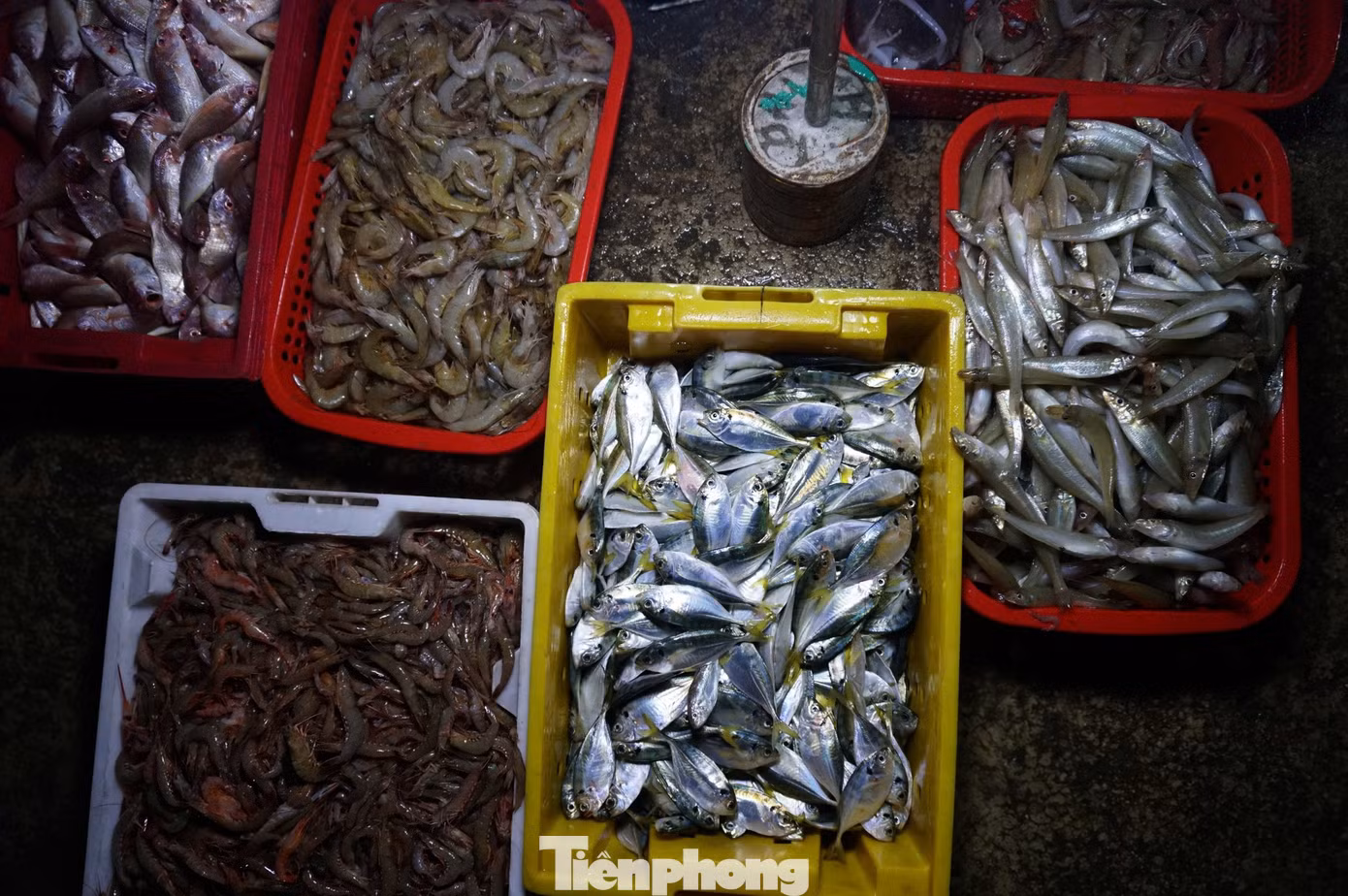 Theo nhiều ngư dân, những ngày sau kỳ nghỉ Tết Nguyên đán, thời tiết thuận lợi sau thời gian biển động đã giúp họ có thu nhập lớn. Đây là tín hiệu vui đầu năm mới.