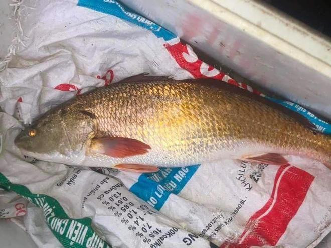 Con cá nặng gần 6kg, dài khoảng 90cm với bộ vảy có màu sắc vàng óng ánh kỳ lạ. Con cá nặng gần 6kg, dài khoảng 90cm với bộ vảy có màu sắc vàng óng ánh kỳ lạ.