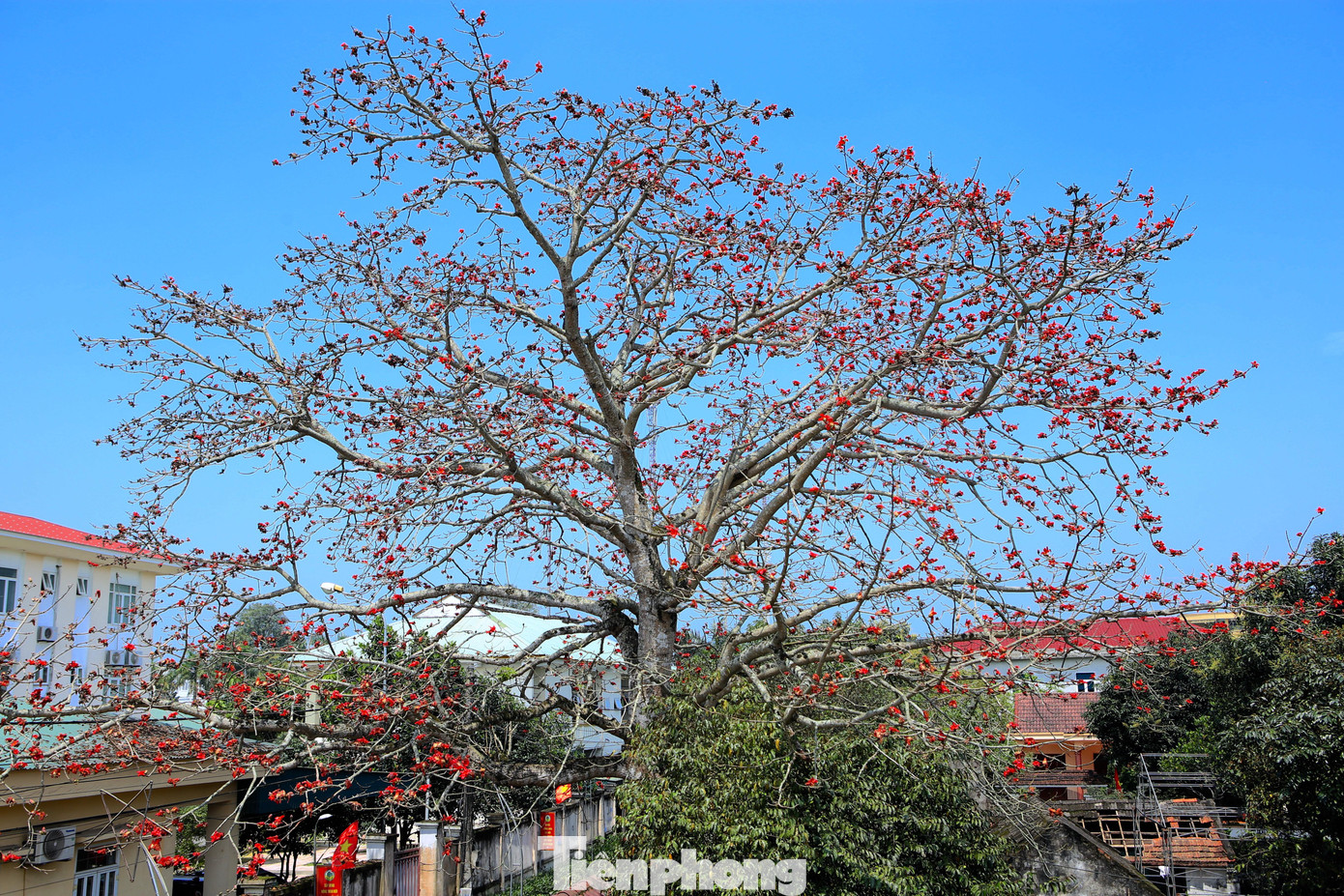 Phần tán cây gạo rộng, cao hiên ngang vươn cành tỏa bóng cả một góc đường.