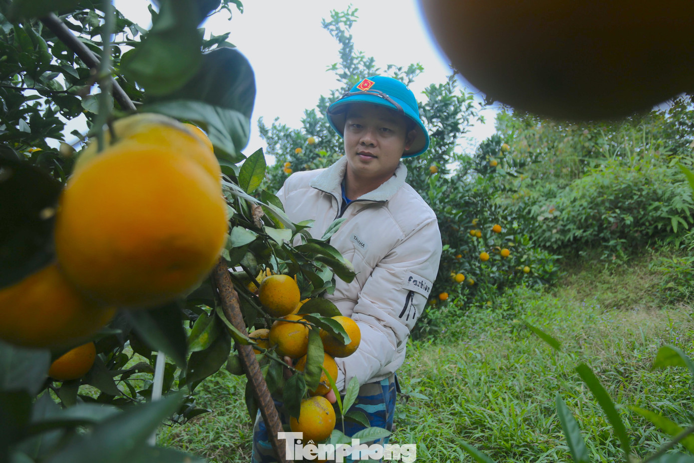 Anh Phạm Văn Trường (30 tuổi, trú thôn 1, xã Quang Thọ, huyện Vũ Quang) cho biết, năm nay vườn cam của gia đình thu hoạch đạt khoảng 6 tấn. Từ đầu tháng 12 Âm lịch đến nay thương lái khắp nơi đến tận vườn đặt mua nhưng gia đình chỉ bán số lượng ít, còn lại chờ đến Tết vì giá thành sẽ cao hơn. Anh Phạm Văn Trường (30 tuổi, trú thôn 1, xã Quang Thọ, huyện Vũ Quang) cho biết, năm nay vườn cam của gia đình thu hoạch đạt khoảng 6 tấn. Từ đầu tháng 12 Âm lịch đến nay thương lái khắp nơi đến tận vườn đặt mua nhưng gia đình chỉ bán số lượng ít, còn lại chờ đến Tết vì giá thành sẽ cao hơn.