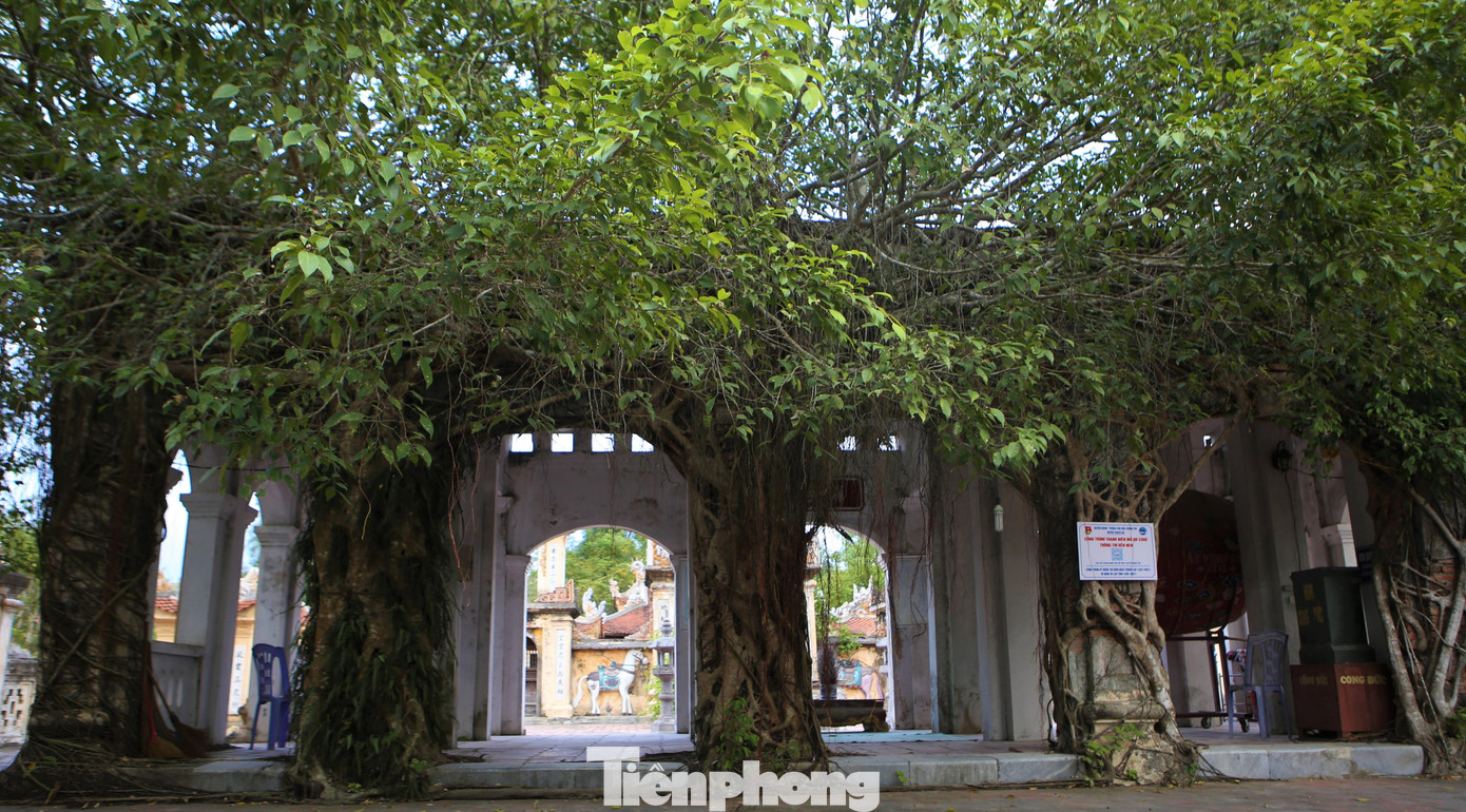 Những cột tại nhà bái đường được dãy cây si ôm trọn tạo nên vẻ cổ kính, uy nghiêm của đền Nen.