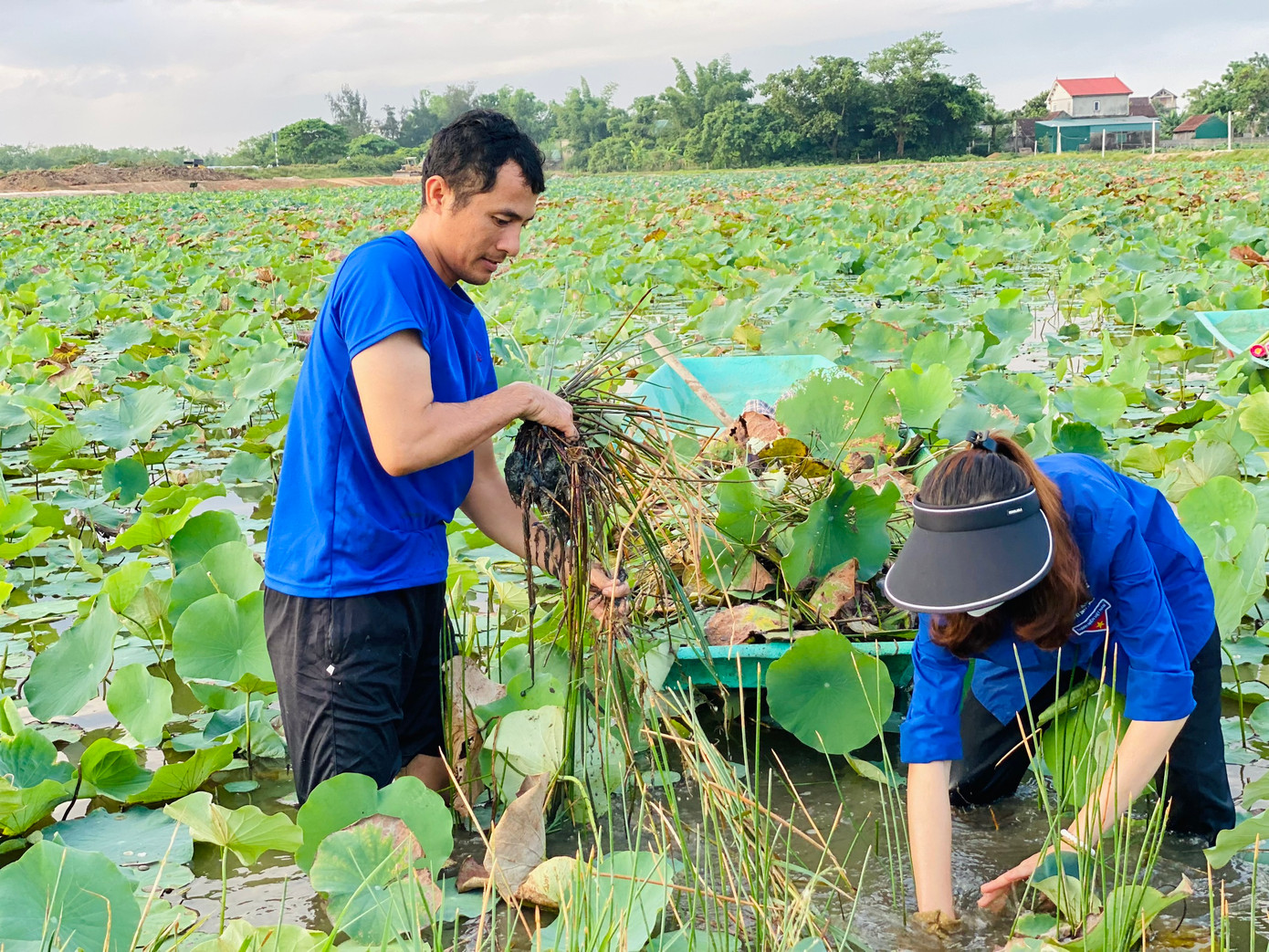 Từ những cánh đồng thấp trũng, hoang hóa, Hội Nông dân phối hợp với Đoàn Thanh niên xã Thạch Hưng (thành phố Hà Tĩnh, tỉnh Hà Tĩnh) thành lập Tổ hợp tác trồng sen Thạch Hưng và triển khai mô hình trồng sen trên diện tích hơn 2ha. Ảnh: HN