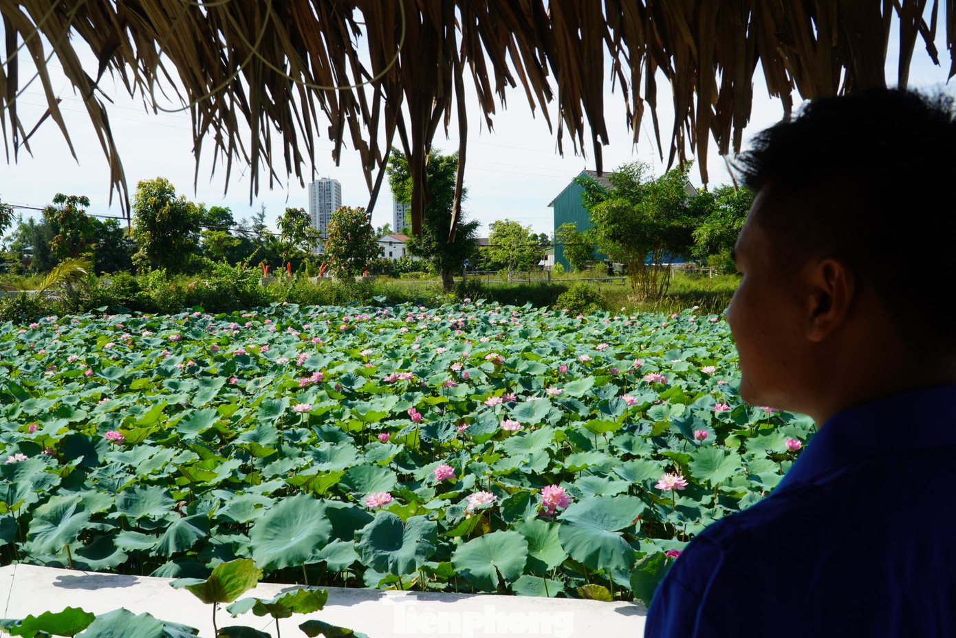&quot;Mô hình này mục đích chính là làm đẹp cho thành phố và cũng mang lại giá trị kinh tế. Dịp này, mỗi ngày nơi đây đón hàng trăm lượt khách đến tham quan, chụp ảnh. Ngoài mô hình sen, cạnh đó chúng tôi cũng xây dựng farm để giới thiệu, quảng bá những sản phẩm được làm từ sen&quot;, anh Tuấn nói.