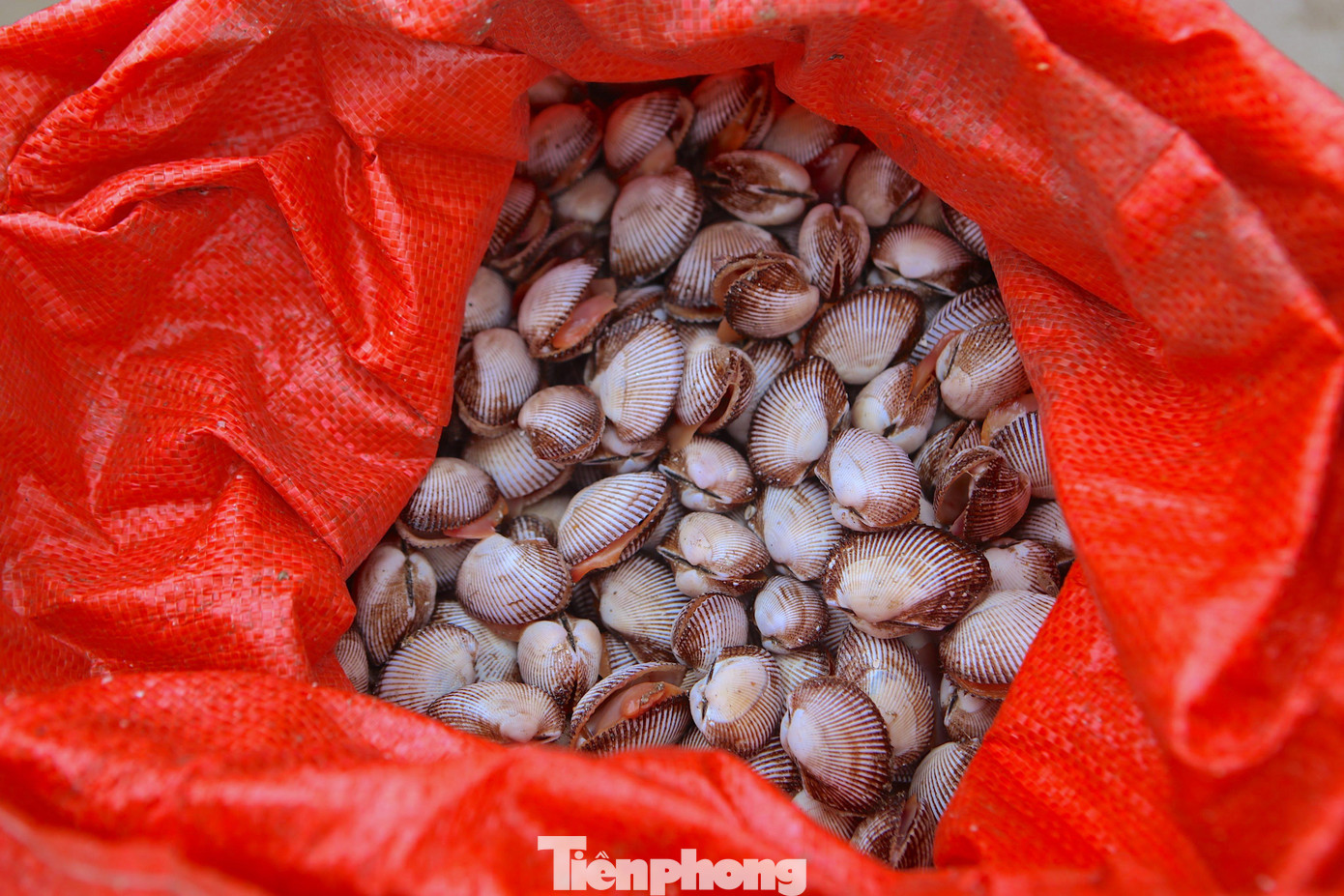 Sau khi sò được nhặt sạch, thương lái thu mua với giá từ 10-15 ngàn đồng/kg tại bờ.