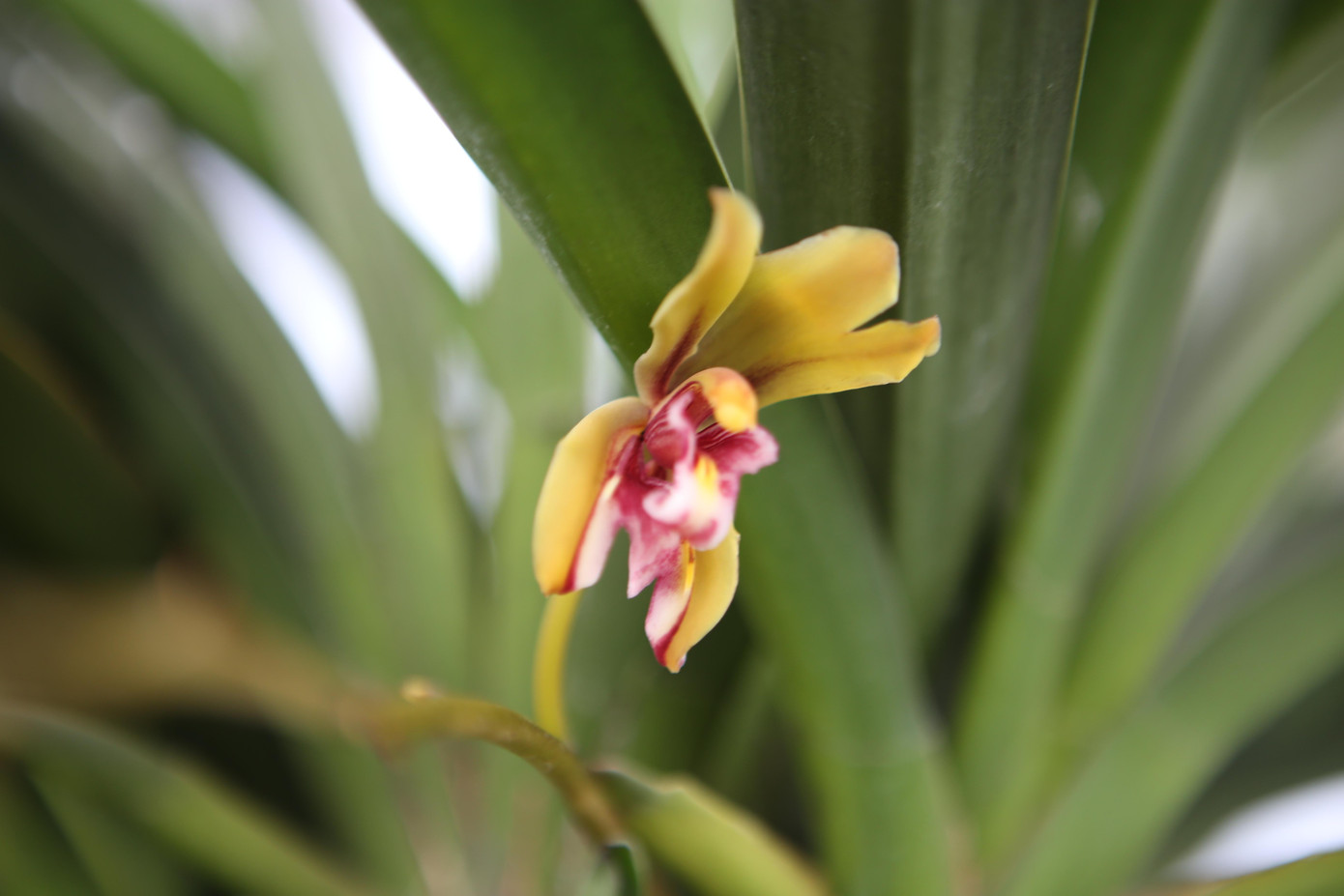 Loài lan khuyết kiếm kỳ hoa ra hoa hình cánh bướm, màu vàng tím, mùi thơm nhẹ.