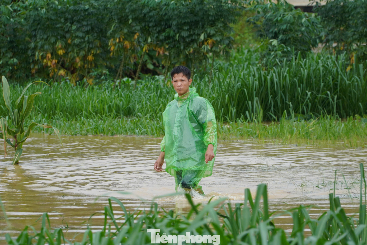 Người dân mang theo áo mưa, lội men theo những cánh đồng có nước lũ để bắt dế. Công việc này cũng kiếm thêm thu nhập cho không ít hộ gia đình, nhưng cũng là thú vui trong mùa mưa lũ của người dân khi rủ nhau đi săn dế.