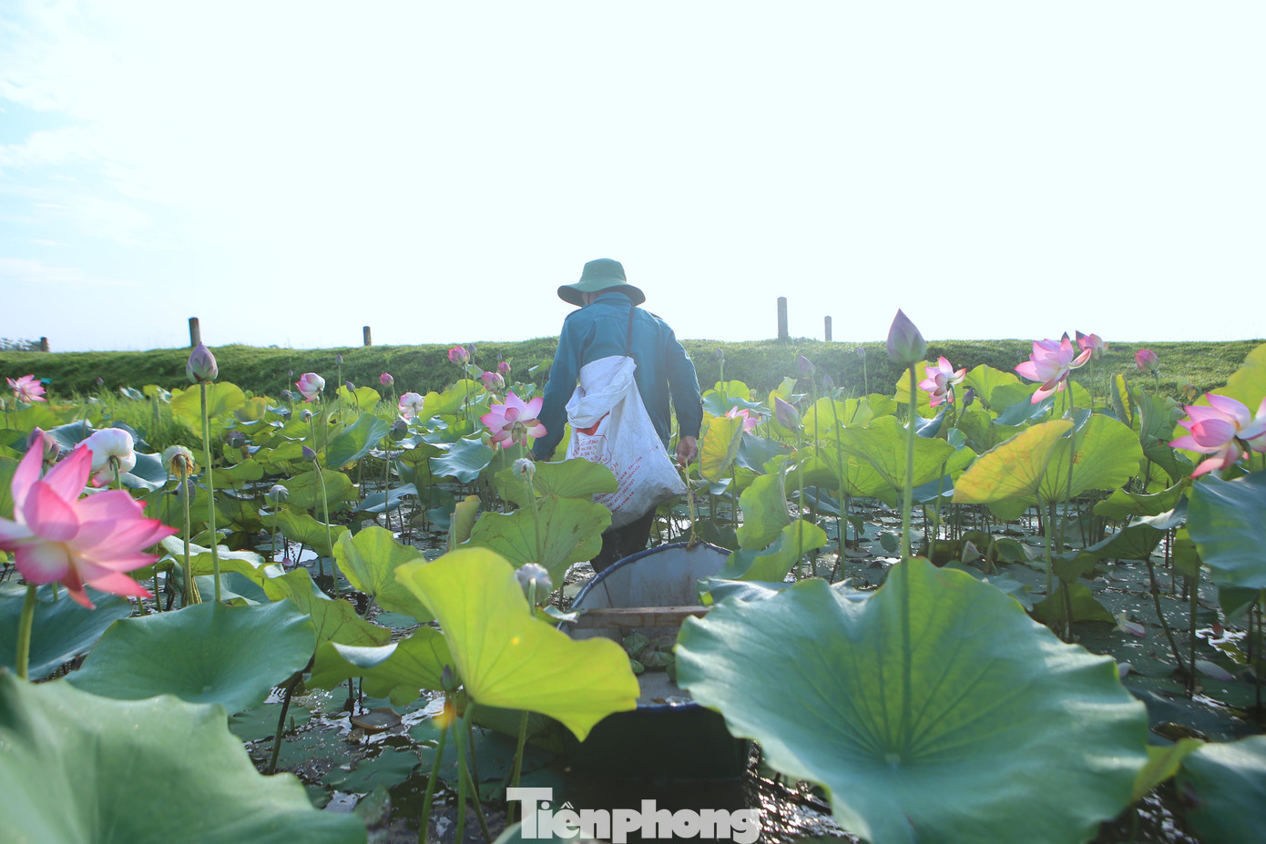 Vì nước sâu, đầm bị lầy nên người dân phải sử dụng thuyền nhôm để hái đài sen.