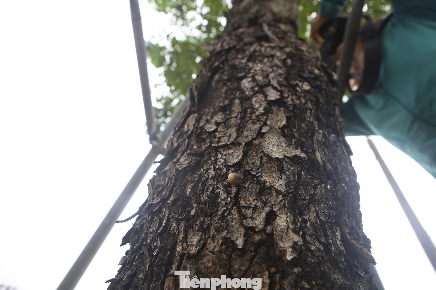 Giáng hương là loài cây thân gỗ, cho bóng xanh mát. Cây được trồng ở nhiều tuyến đường tại thành phố Hà Tĩnh.