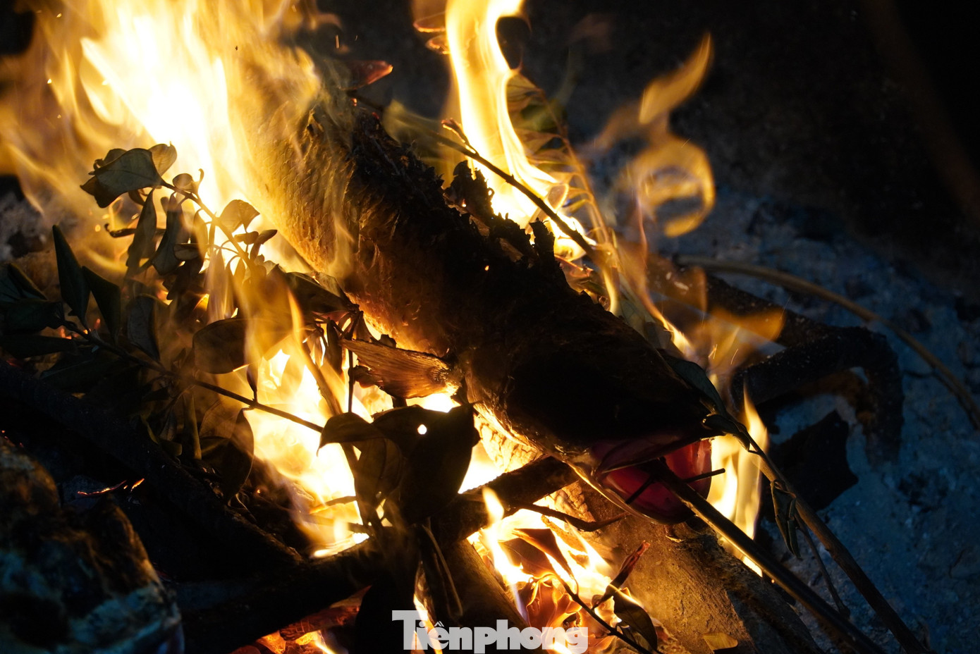 Cá được nướng bằng than củi và lá sim. Nhờ tuyệt chiêu này mà ông chủ 29 tuổi nổi danh, ngày bán thu tiền triệu từ món cá lóc nướng.