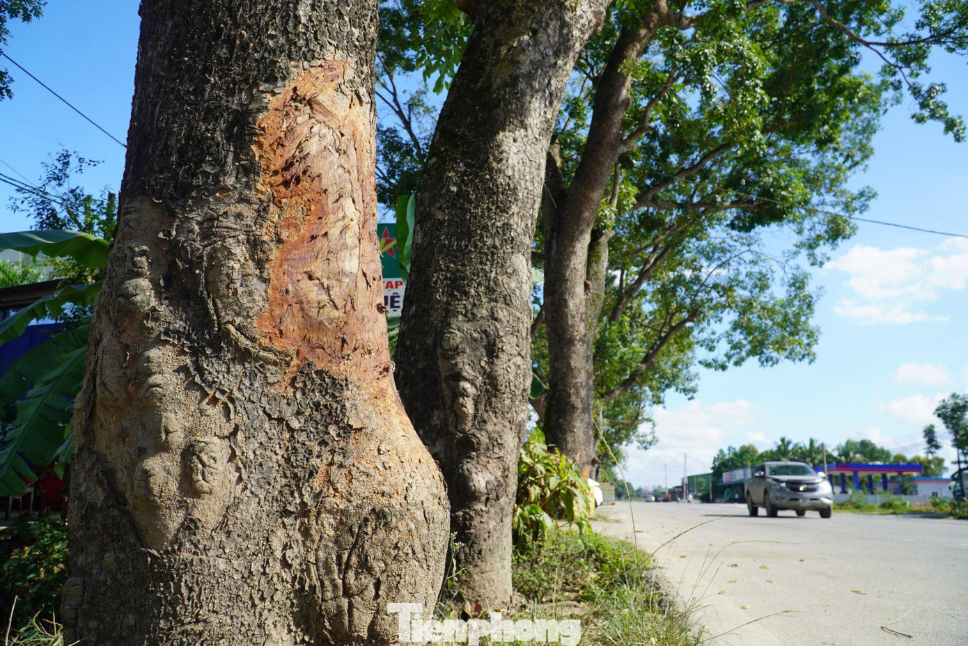 Thế nhưng, hiện nay nhiều gốc cây cổ thụ đang bị "hành hạ", khi bị người dân đóng đinh vào thân cây.