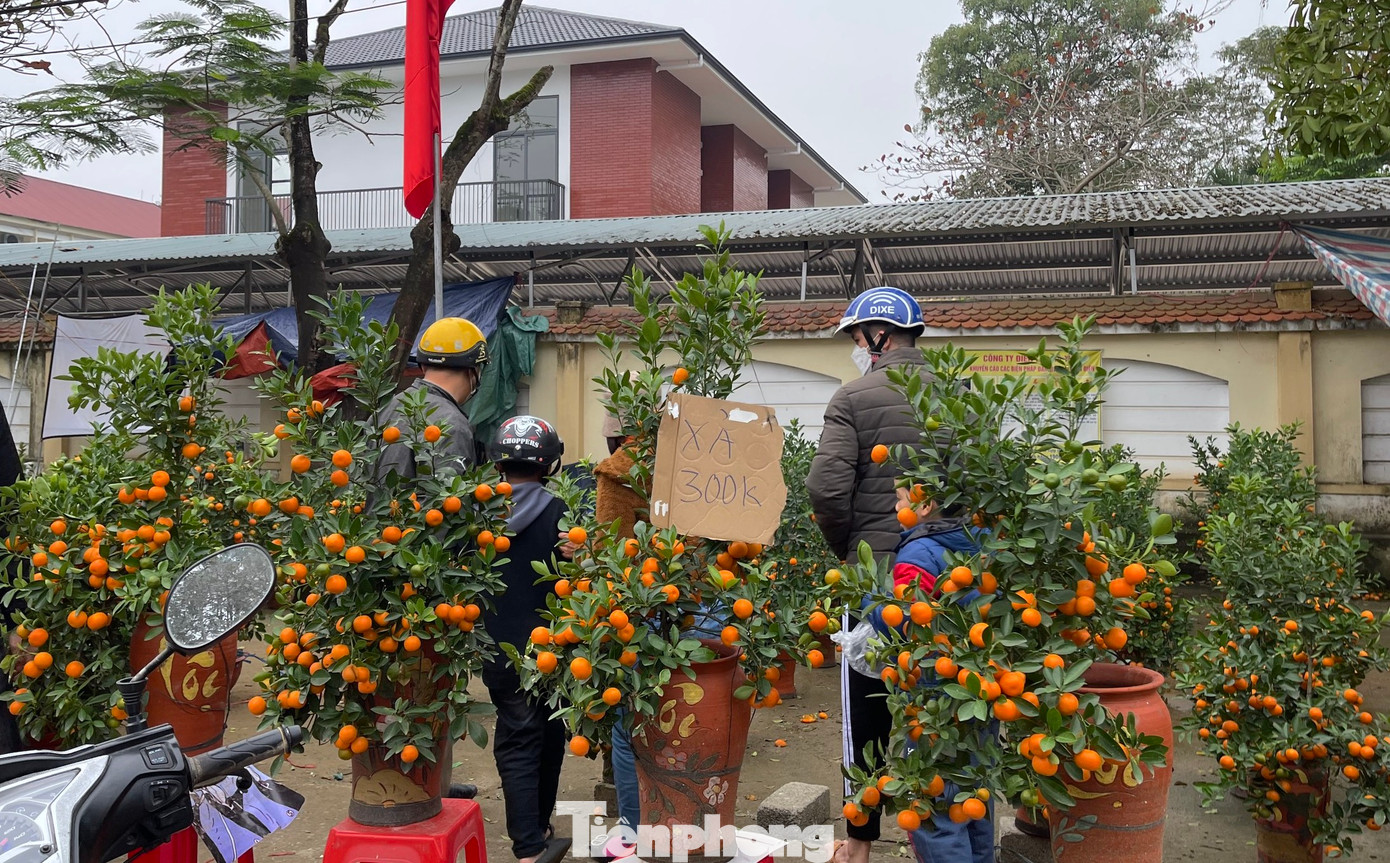 Tại thị trấn Hương Khê nhiều gốc quất cũng được người bán ghi xả hàng còn 300.000 đồng/gốc.