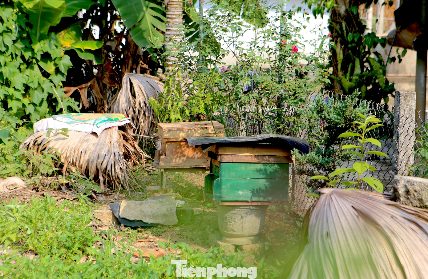 Tại khu vườn của gia đình ông Phú, dưới những gốc cây ăn quả, các chậu hoa, cây cảnh đều được đặt làm bệ đỡ cho thùng gỗ nuôi ong. Tại khu vườn của gia đình ông Phú, dưới những gốc cây ăn quả, các chậu hoa, cây cảnh đều được đặt làm bệ đỡ cho thùng gỗ nuôi ong.
