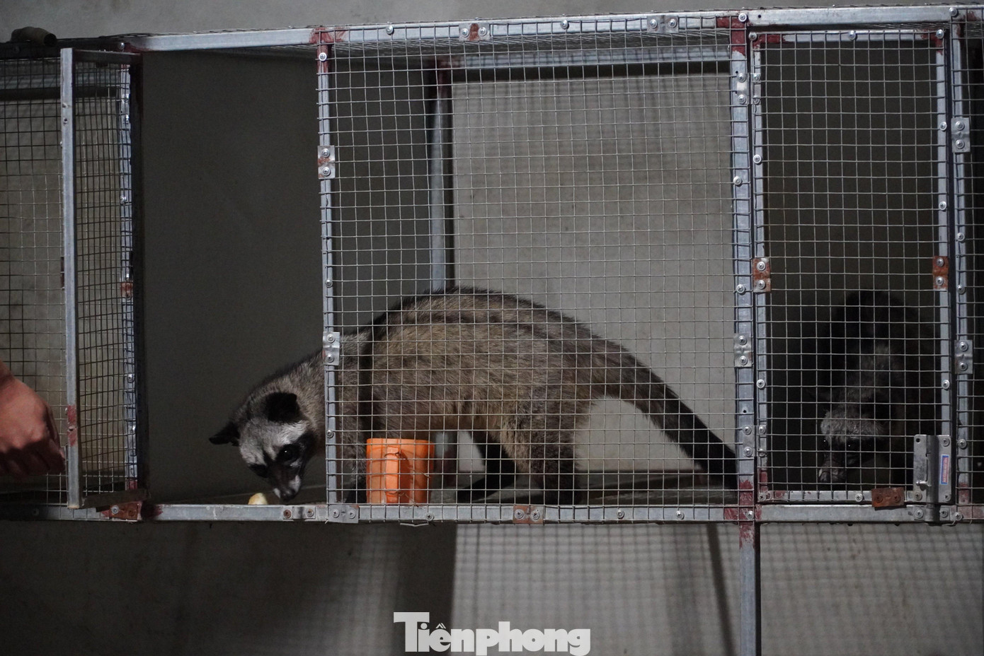 Những con chồn giống tại chuồng trại của anh Sáng.