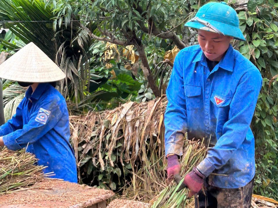 Để tránh ảnh hưởng, thiệt hại lớn sau mưa lũ, lực lượng thanh niên đã chung tay hỗ trợ người dân thu hoạch.