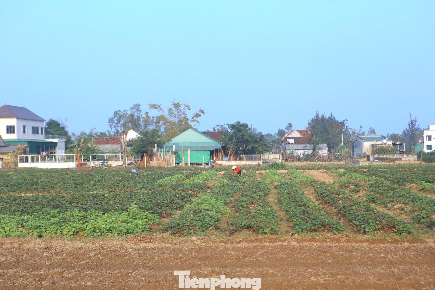 Năm nay, nông dân Thịnh Lộc rất phấn khởi vì giá thành cao. Trên các cánh đồng người dân đang tất bật thu hoạch khoai.