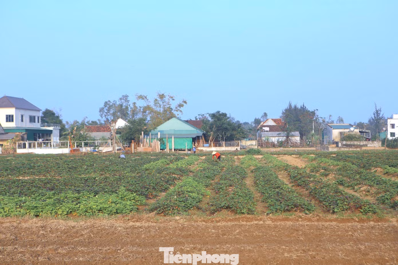Năm nay, nông dân Thịnh Lộc rất phấn khởi vì giá thành cao. Trên các cánh đồng người dân đang tất bật thu hoạch khoai.