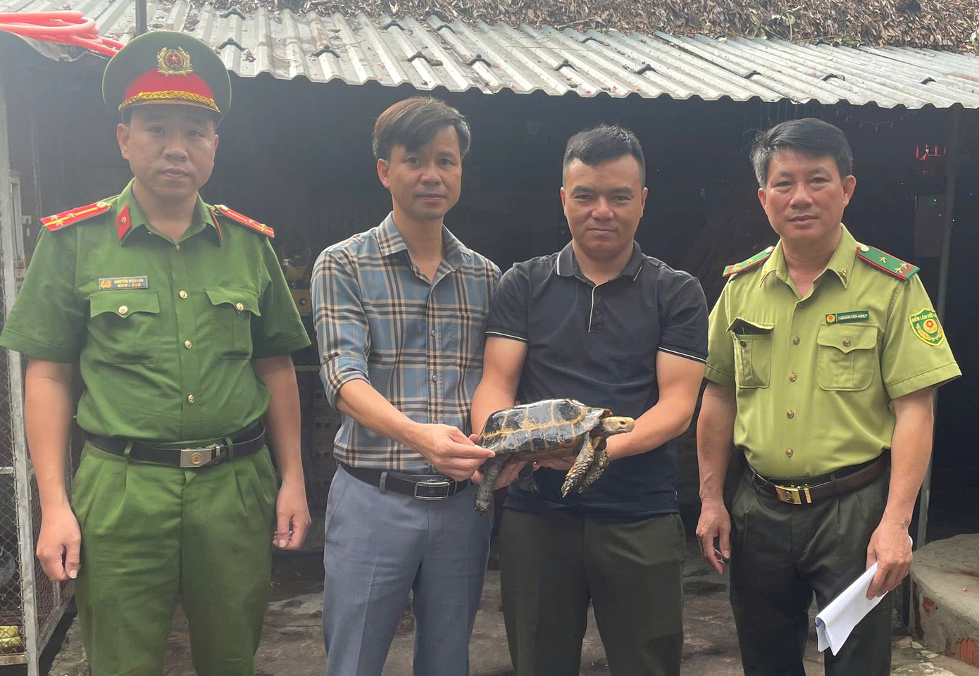 Cơ quan chức năng tiếp nhận con rùa núi vàng do người dân giao nộp. Cơ quan chức năng tiếp nhận con rùa núi vàng do người dân giao nộp.