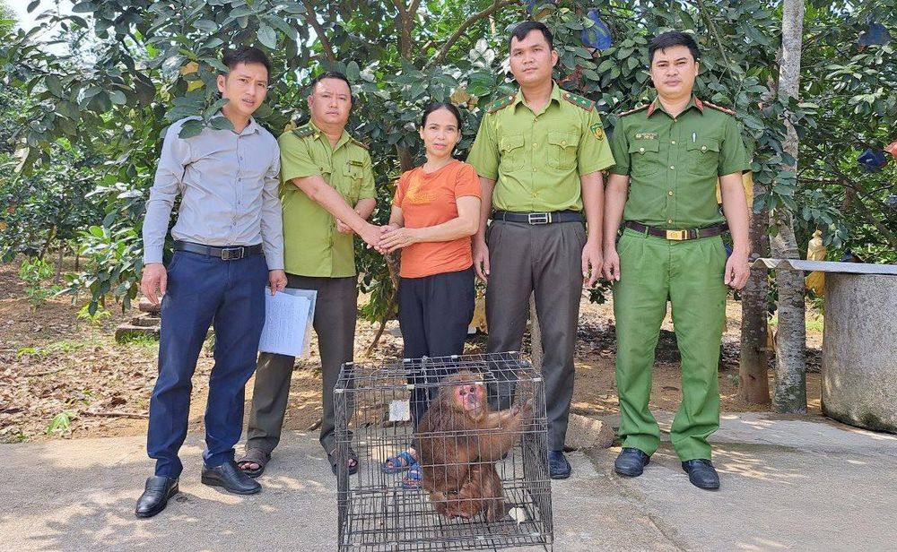 Bà Hà bàn giao khỉ mặt đỏ cho lực lượng kiểm lâm.