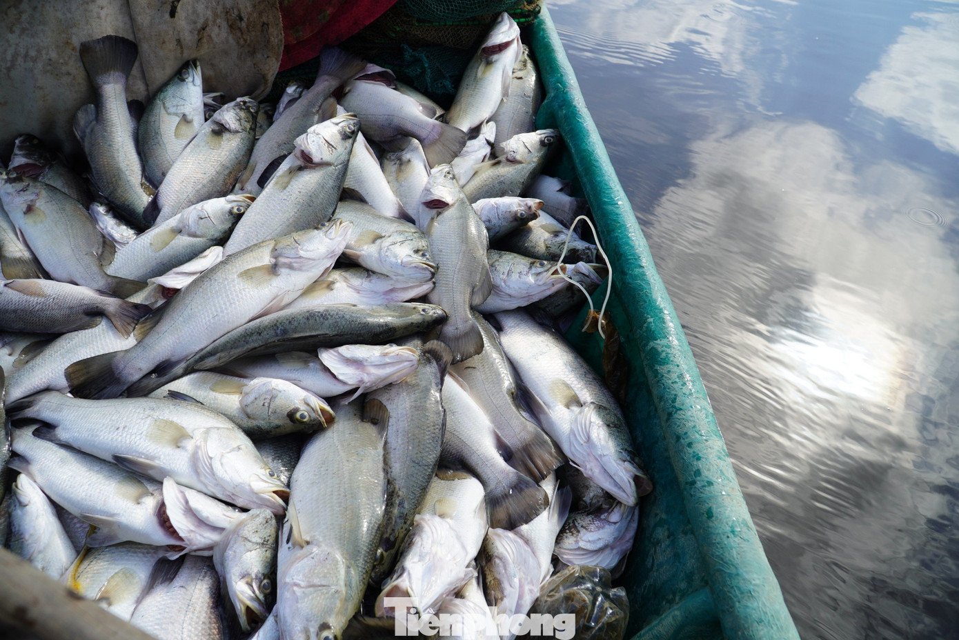 Cá chết được người dân dùng thuyền đưa vào bờ để tiêu thụ nhằm vớt vát lại ít tài sản.