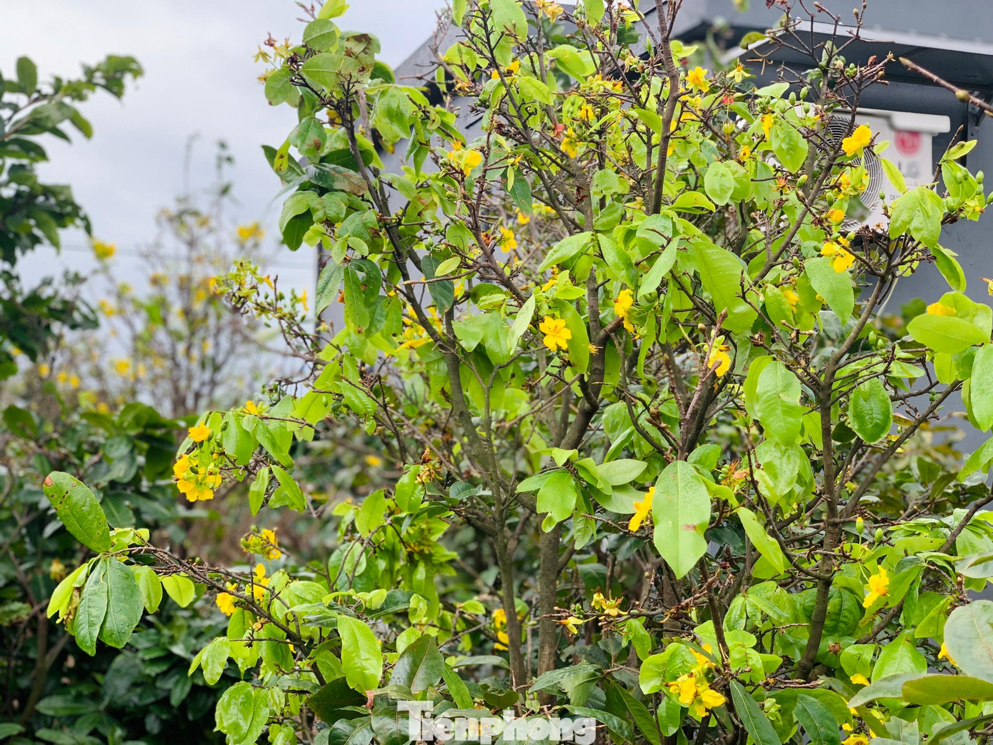 Hoa mai đã nở hơn 1 tháng nay, nhiều gốc đã ra lá non.