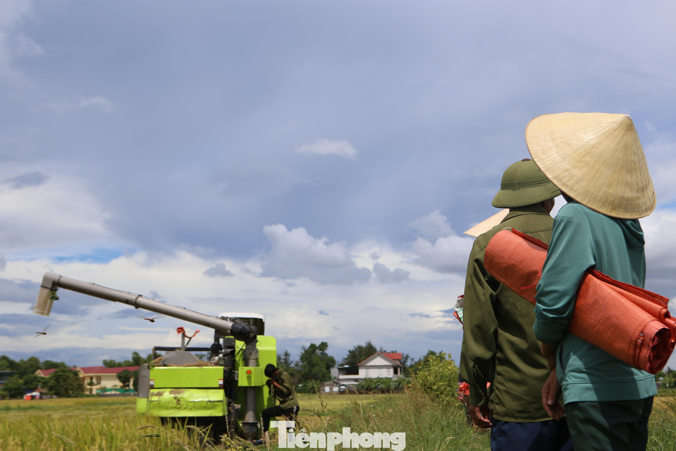 Nhiều cánh đồng lúa mới chín được hơn 70% nhưng nông dân cũng chấp nhận thu hoạch vì mất trắng nếu bị ngập lụt.