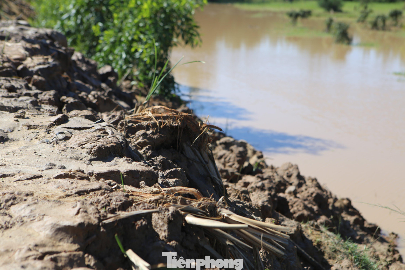 Trước mỗi mùa mưa bão, chính quyền xã Thạch Hải huy động máy móc, nhân lực tiến hành gia cố bờ bao, tuy nhiên, việc gia cố cũng chỉ mang tính chất tạm thời.