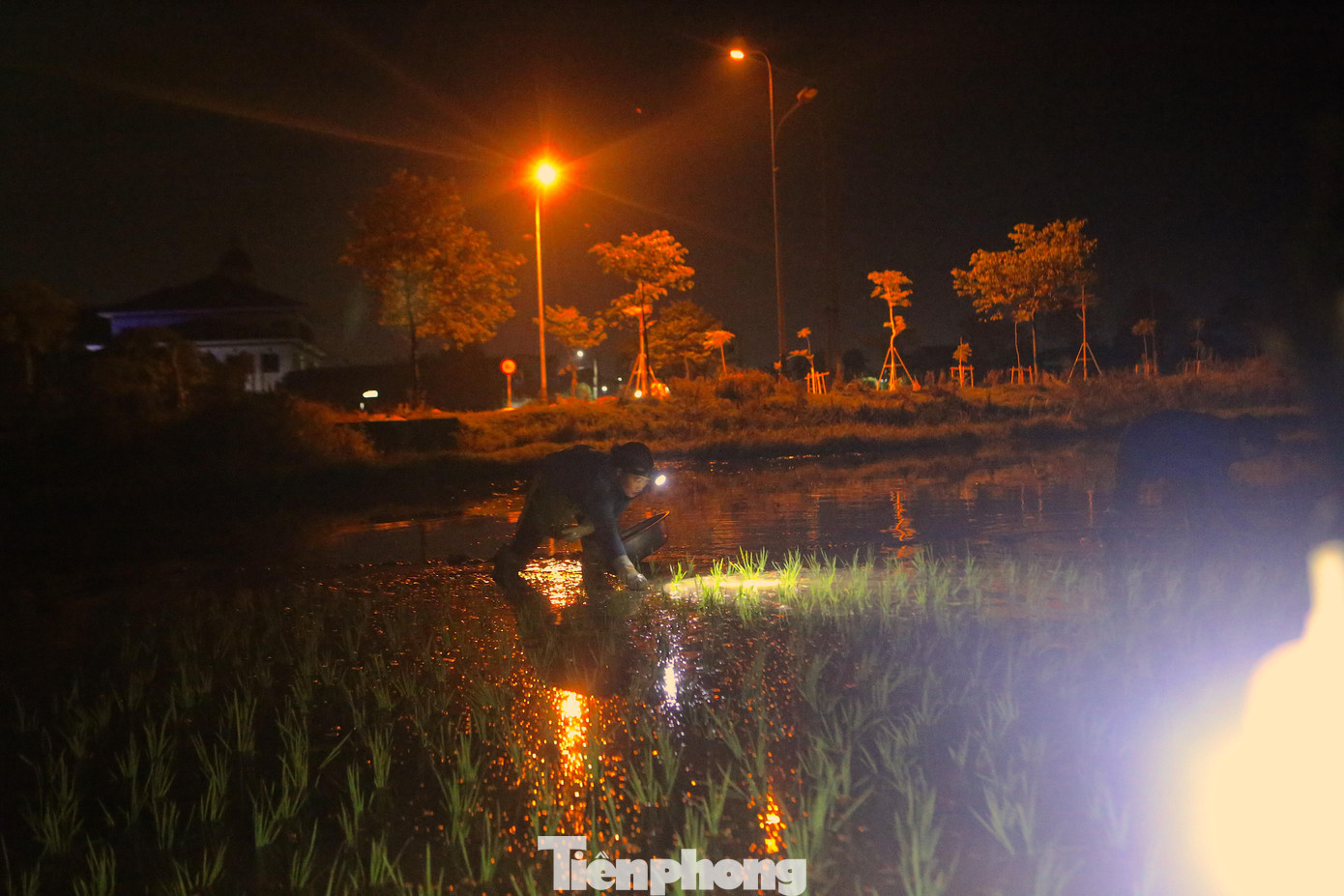 Tại Hà Tĩnh, những ngày qua nhiệt độ thời tiết tăng cao, dao động từ 37-38 độ C, có những thời điểm nhiệt độ đo được trên 39 độ C. Do nắng nóng kéo dài, để kịp thời gian vụ mùa Hè Thu, nông dân nhiều nơi ở Hà Tĩnh đã chọn phương pháp ra đồng lúc nửa đêm để làm việc. Tại Hà Tĩnh, những ngày qua nhiệt độ thời tiết tăng cao, dao động từ 37-38 độ C, có những thời điểm nhiệt độ đo được trên 39 độ C. Do nắng nóng kéo dài, để kịp thời gian vụ mùa Hè Thu, nông dân nhiều nơi ở Hà Tĩnh đã chọn phương pháp ra đồng lúc nửa đêm để làm việc.