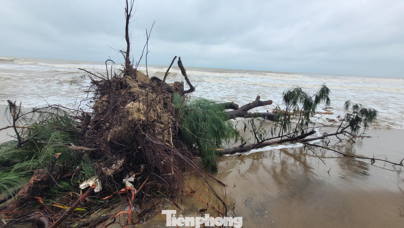 Theo ông Trịnh Quang Luật, Chủ tịch UBND xã Xuân Hội, tình trạng biển xâm thực diễn ra từ năm 2020 đến nay. Khoảng 2,5km phi lao phòng hộ dọc bờ biển thôn Tân Ninh Châu và Hội Tiến của xã Xuân Hội bị sóng đánh ngã bật gốc với chiều rộng hàng chục mét.