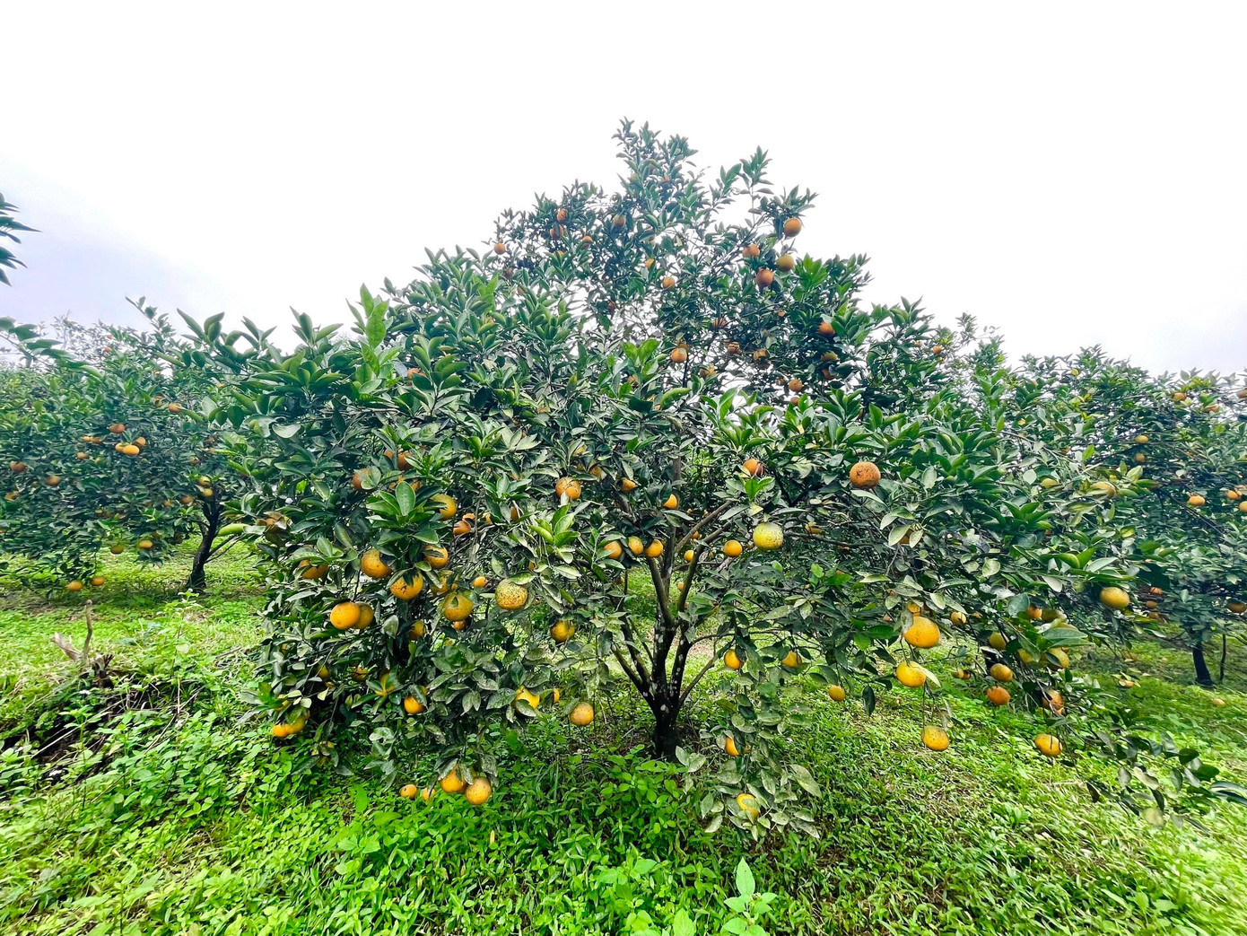 Theo đại diện UBND xã Thượng Lộc, huyện Can Lộc, hiện toàn xã Thượng Lộc có khoảng 260ha trồng cam, trong đó diện tích đã cho thu hoạch là 162 ha, sản lượng ước đạt 2.300 tấn. Theo đại diện UBND xã Thượng Lộc, huyện Can Lộc, hiện toàn xã Thượng Lộc có khoảng 260ha trồng cam, trong đó diện tích đã cho thu hoạch là 162 ha, sản lượng ước đạt 2.300 tấn.