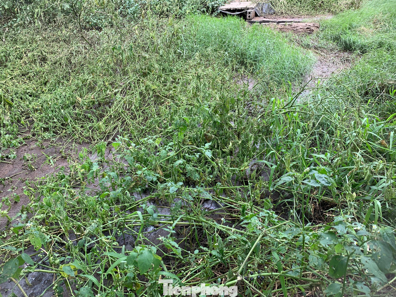 Dân khốn khổ vì trại lợn gây ô nhiễm môi trường ảnh 2