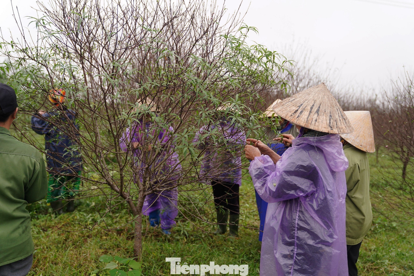 Trước thời điểm Tết Nguyên đán khoảng 1 tháng, người dân trồng đào huy động nhân lực, thuê thêm lao động thời vụ xuống lá để đào nở đúng dịp.