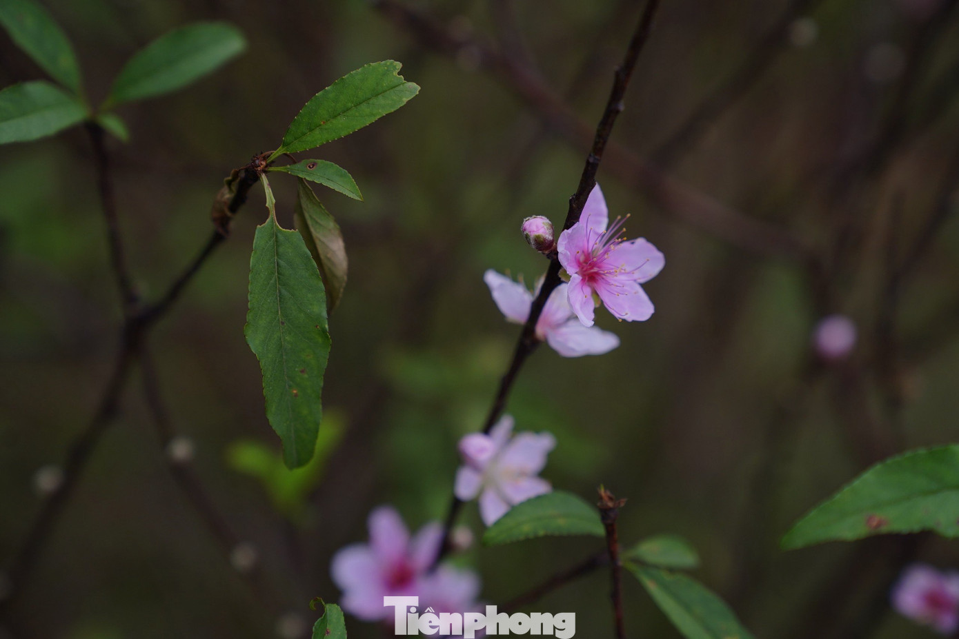 Đào phai ở xã Lưu Vĩnh Sơn có màu hồng nhạt, nhuỵ vàng, 5 cánh hoa.